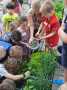 Kinder stehen um eine Pflanzkiste mit Gemüse und ernten daraus Schnittlauch