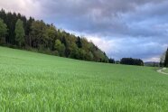 Ein Feld mit Grünroggen und Weidelgras Untersaat ist im Vordergrund, dahinter der Waldrand.