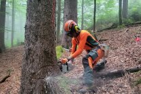 Ein Waldarbeiter schneidet im Wald einen Baum mit der Motorsäge um 