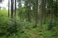 Der Wald, den jeder braucht