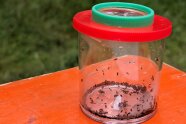 Viele kleine Borkenkäfer in einem Glas gesammelt