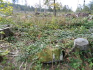 Mit wenigen großen Bäumen bestockte Waldfläche und Baumstümpfe im Vordergrund