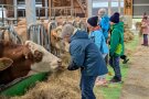 Kinder füttern Milchkühe auf dem Futtertisch mit Heu.