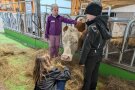 Drei Kinder steicheln eine Kuh im Stall.
