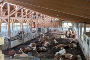 Kompostierungsstall mit mehreren Milchkühen auf der eingestreuten Liegefläche.