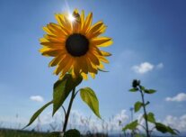 Eine Sonnenblume fotografiert vor strahlendem Himmel