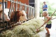 Kind auf dem Futtertisch füttert eine Kuh mit Heu