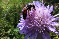 Ein Insekt sitzt auf einer lila Witwenblume