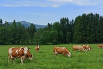 Kühe auf einer Weide mit Bergen im Hintergrund